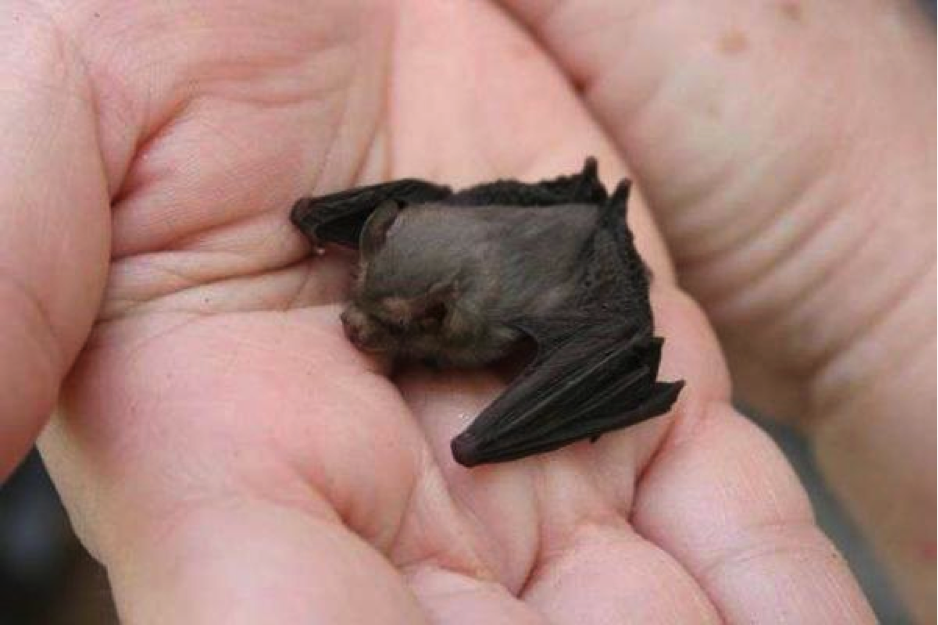 How Did The Bumblebee Bat Get Its Name