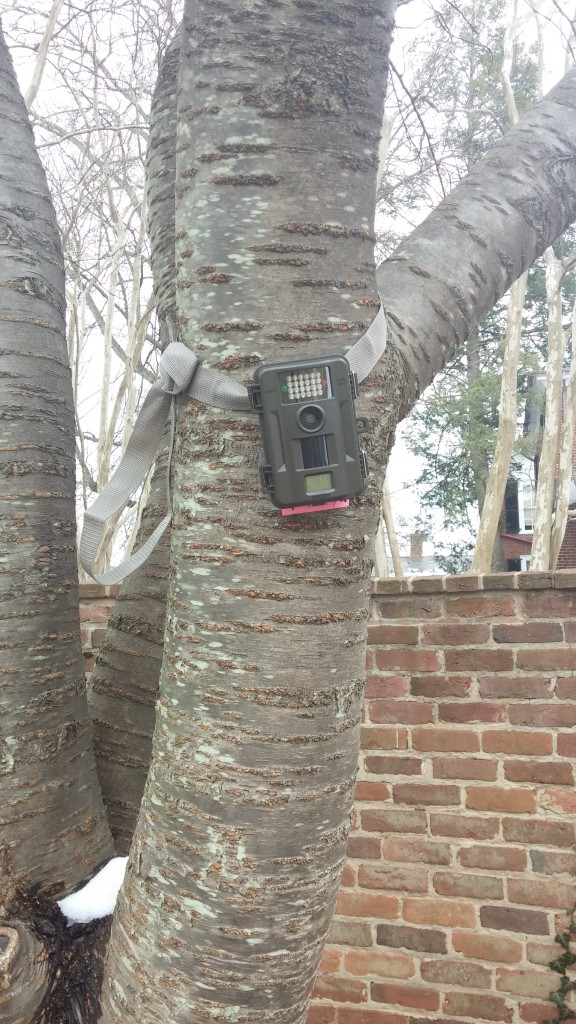 Camera strapped to a tree located in one of the gardens behind the lawn.