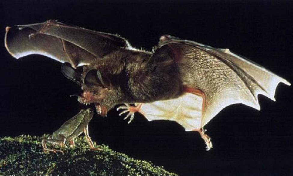 are bats nocturnal or crepuscular