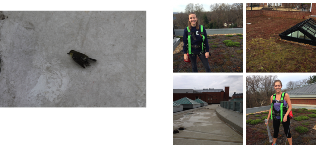 Above left, a deceased bird found on the UVA Hospital rooftop beneath a series of patients’ windows. Above right, two team members wearing harnesses while on top of the South Lawn rooftop (Gibson), along with the Hospital rooftop (bottom left in the photo collage), and the rooftop patio on top of Garrett Hall (top right in the photo collage). 