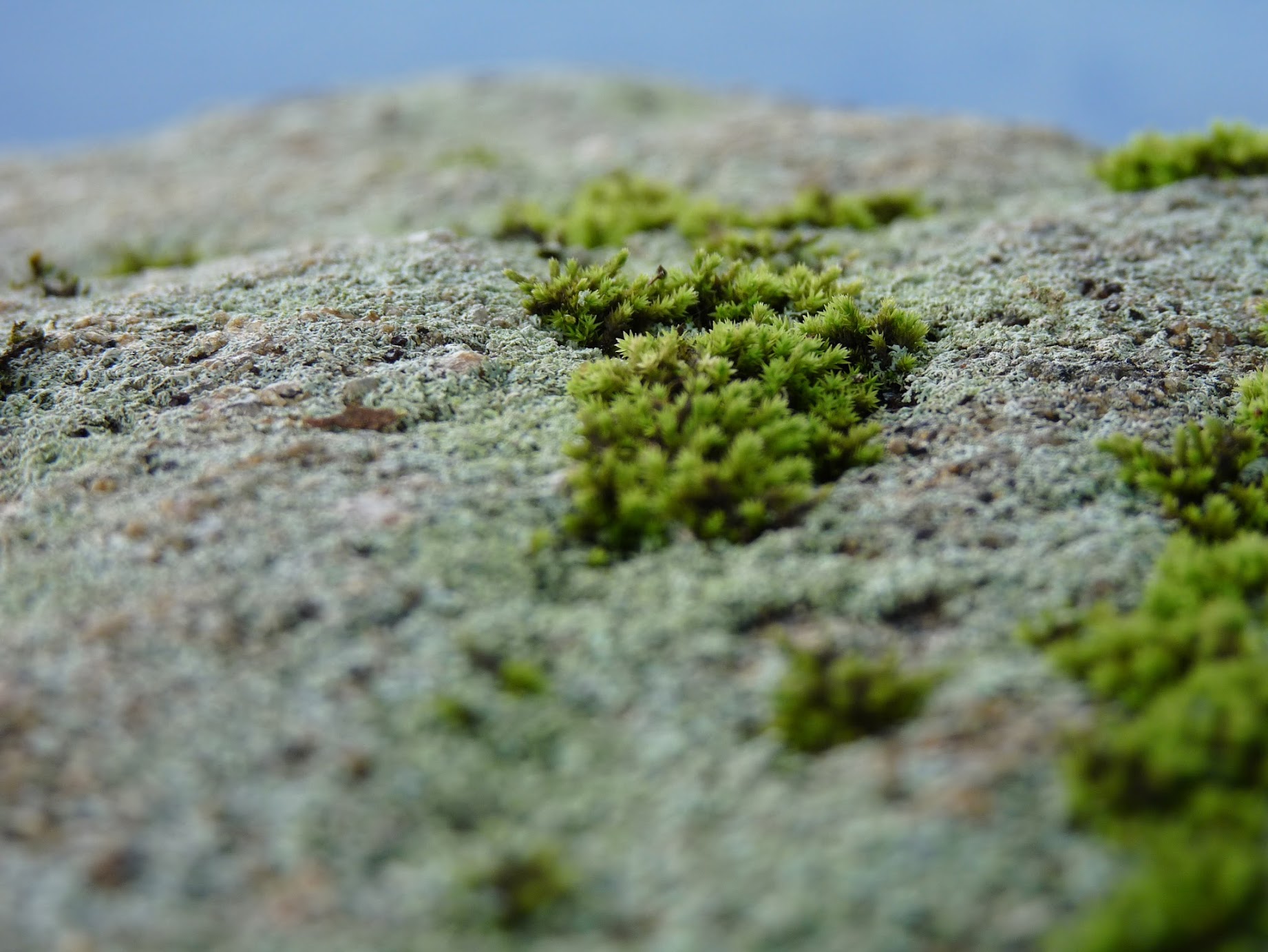 Moss Rocks Perth mossrocks | BioGrounds