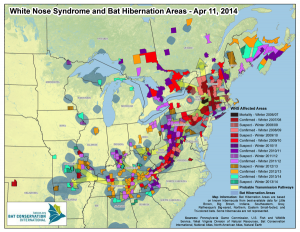 East Coast Bats Migration and White Nose Syndrome | BioGrounds